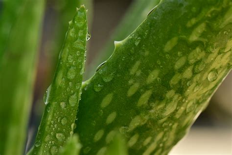 門口種蘆薈|在家種植蘆薈的指南：如何輕鬆種植蘆薈並享受其美容和健康益處。